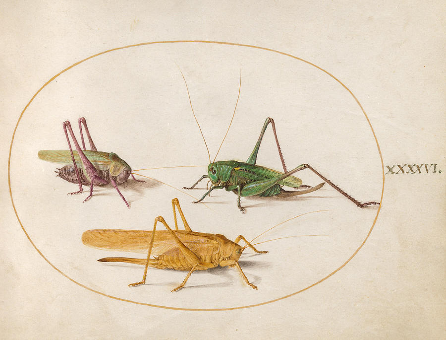 Animalia Rationalia et Insecta, Plate XLVI Drawing by Joris Hoefnagel