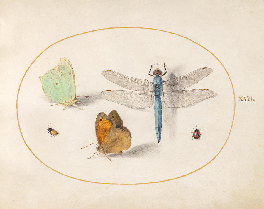 Animalia Rationalia et Insecta, Plate XVII Drawing by Joris Hoefnagel