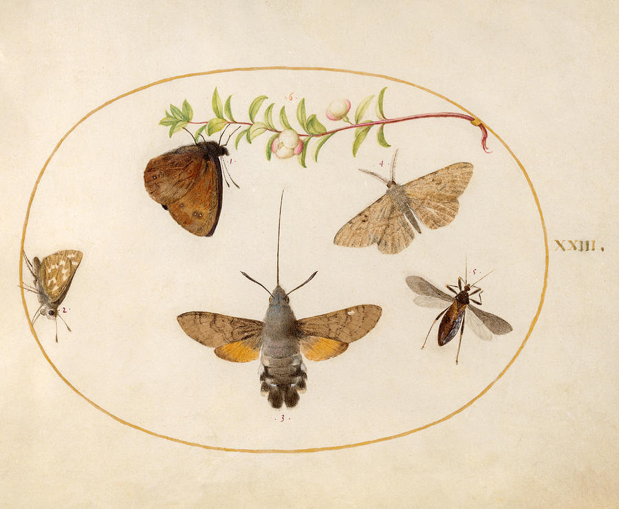 Animalia Rationalia et Insecta, Plate XXIII Drawing by Joris Hoefnagel