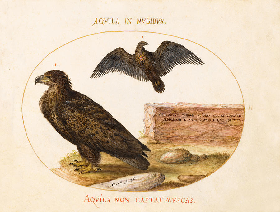 Animalia Volatilia et Amphibia, Plate II Drawing by Joris Hoefnagel
