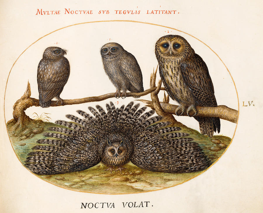 Animalia Volatilia et Amphibia, Plate LV Drawing by Joris Hoefnagel