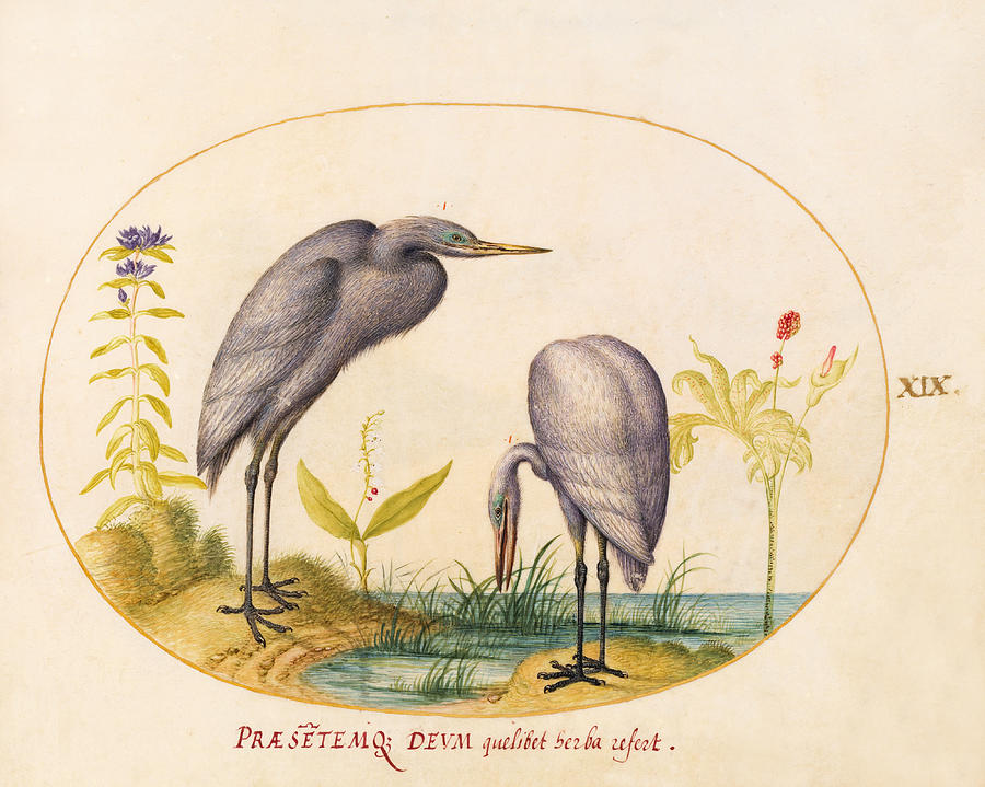 Animalia Volatilia et Amphibia, Plate XIX Drawing by Joris Hoefnagel