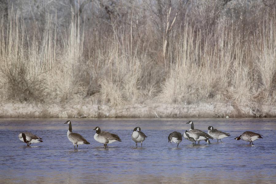 Animaliascape Canada Geese Rio Grande NM J10o Digital Art by Otri Park ...