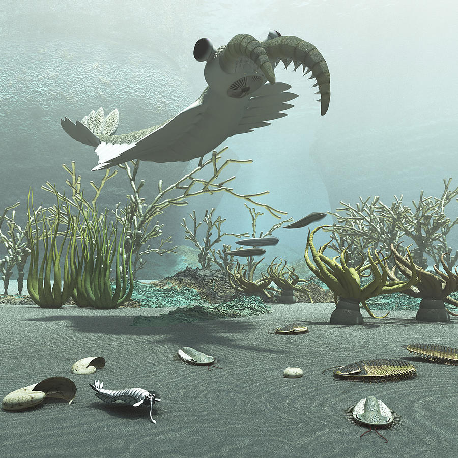 Animals and floral life from the Burgess Shale formation of the Cambrian period. Drawing by Stocktrek Images