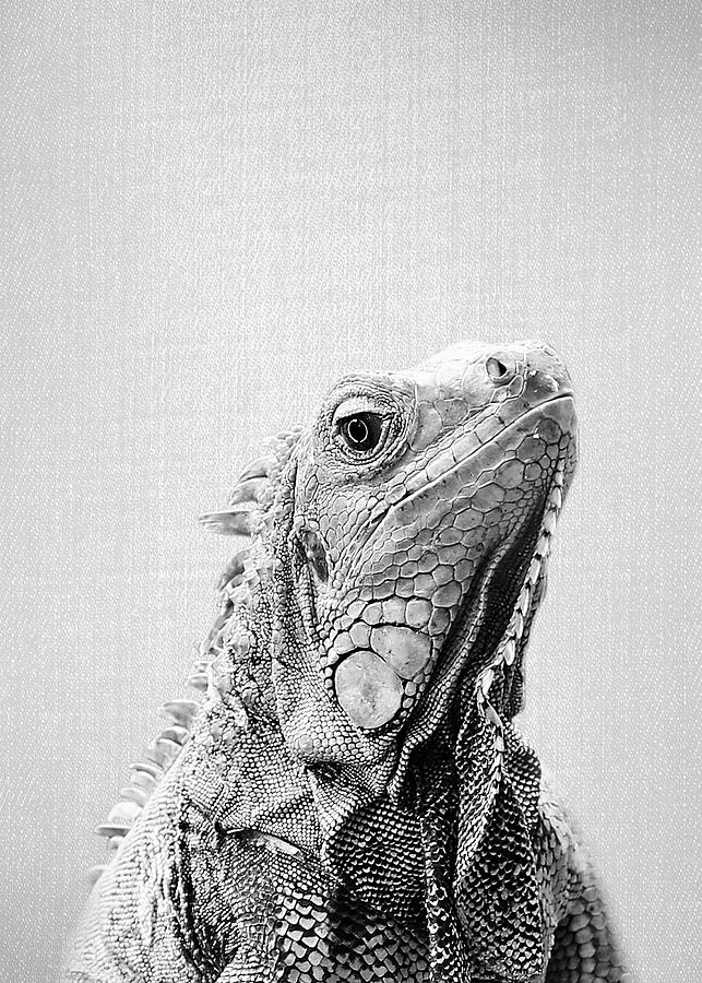 Animals Artwork Black And White Iguana BW Digital Art by Towery Hill ...