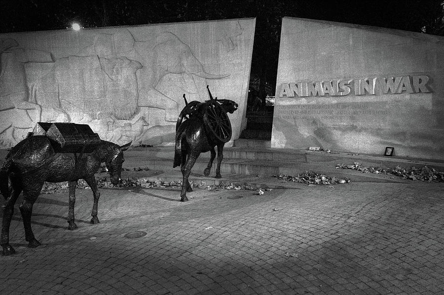 Animals in War Memorial. London Photograph by Angelo DeVal