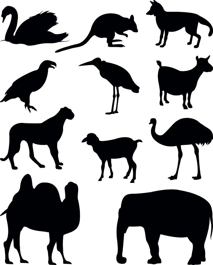 Animals Drawing by Sceka