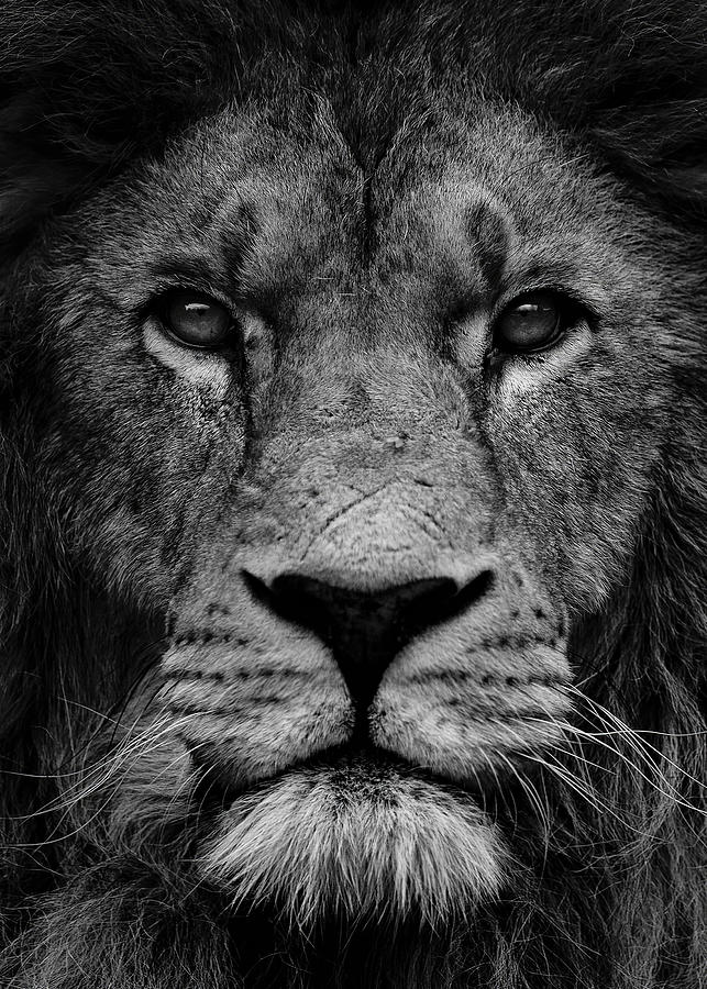 Animals Wallpapers Black Lion King Face Digital Art by Rowlette Nixon ...