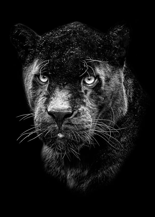 Animals Wallpapers Black Panther Head Poster Digital Art By Rowlette 