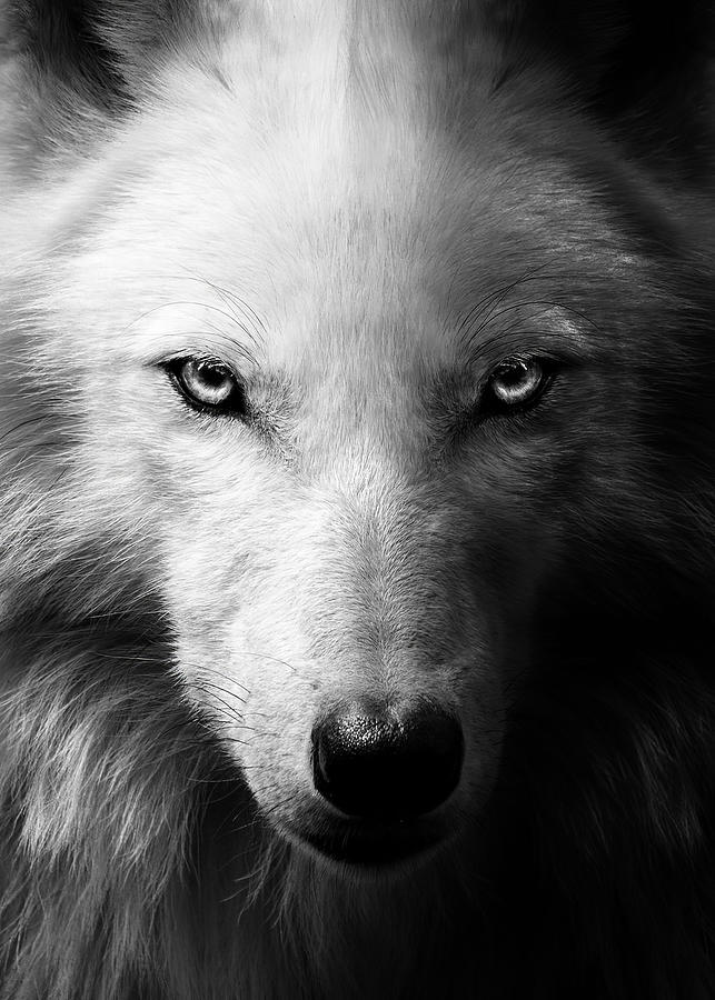 Animals Wallpapers Black Wolf Face Red Eyes Digital Art by Rowlette Nixon