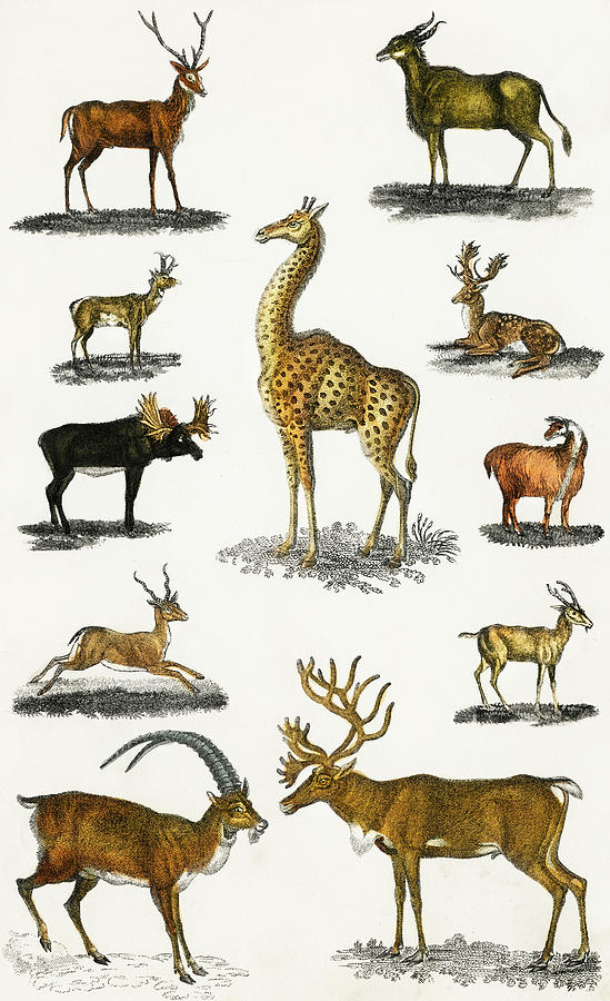 Animals with Antlers Collection Vintage Illustration Drawing by Oliver Goldsmith