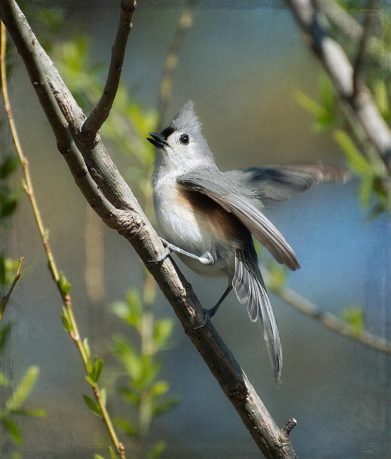 Animated Titmouse Photograph by Fraida Gutovich - Fine Art America