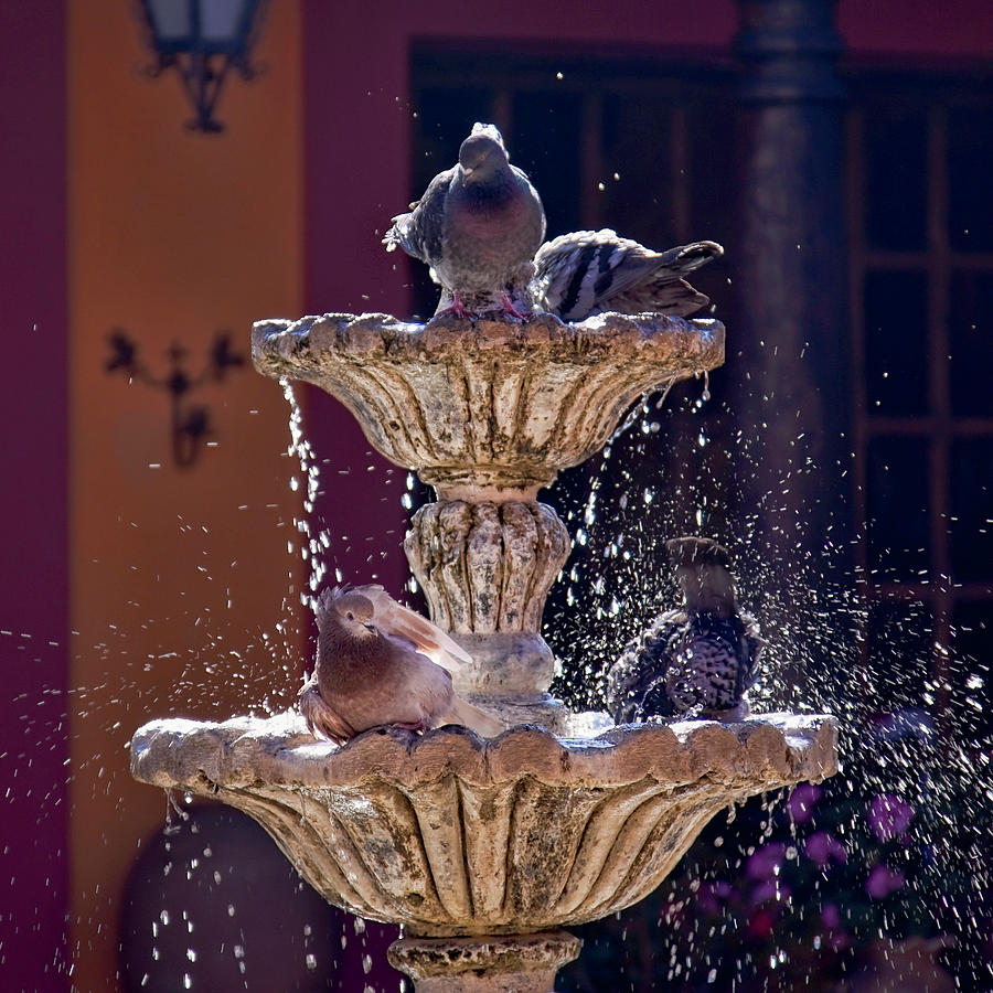 Animated Water Fountain Photograph by Tatiana Travelways