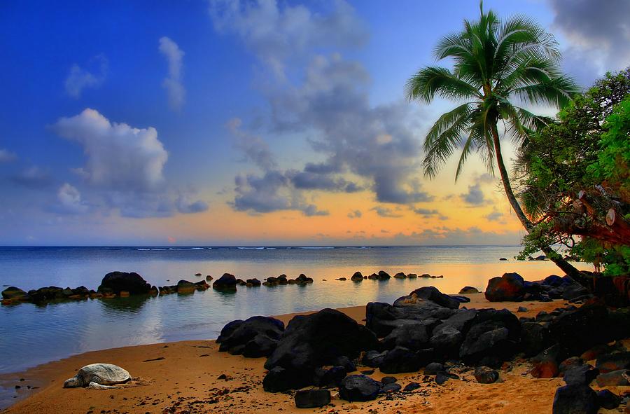 Paradise Photograph - Anini Beach Honu by DJ Florek