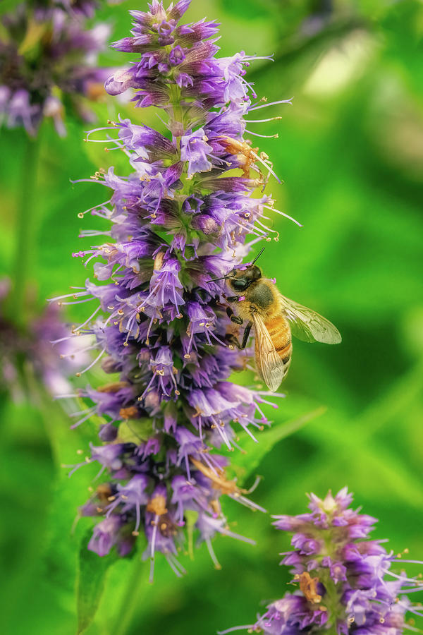 Anise Hyssop with a Honey Bee Photograph by Robert J Wagner