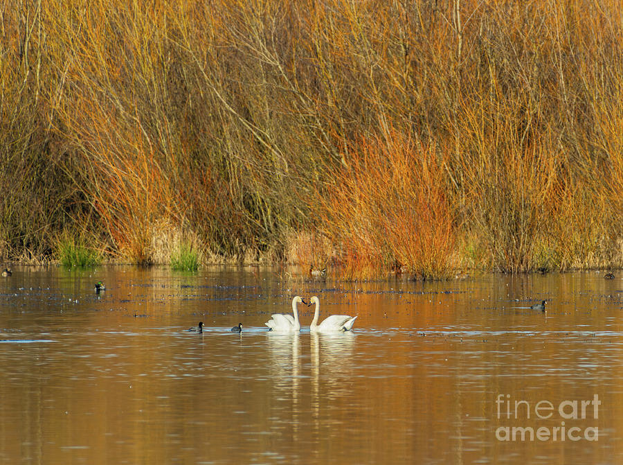 Ankeny Swans Photograph by Nick Boren