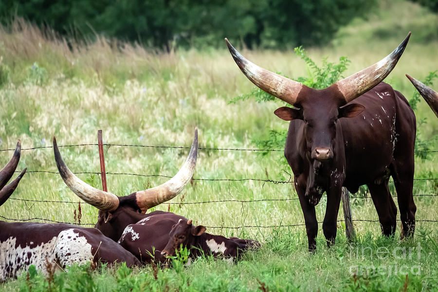 Ankole-Watusi cattle grazing on an Oklahoma farm Photograph by Richard Smith