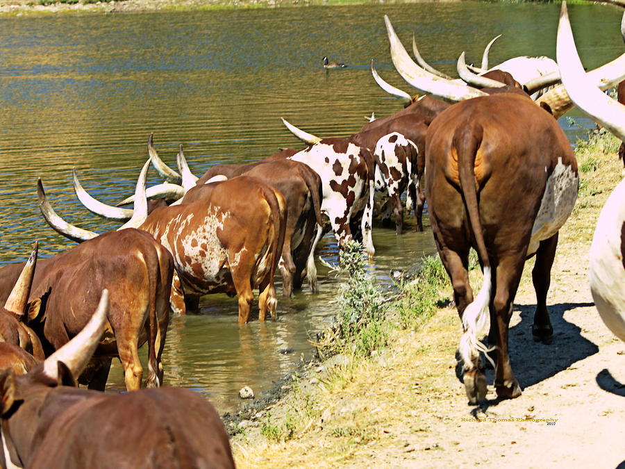 Ankole-Watusi Cattle Photograph by Richard Thomas