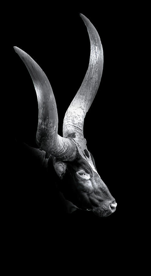 Wildlife Photograph - Ankole Watusi by Mark Andrew Thomas