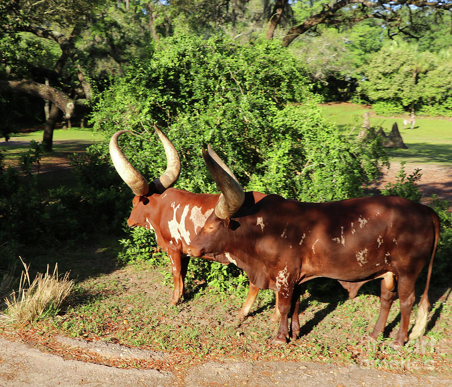 Ankote Cattle at Animal Kingdom 2134 Photograph by Jack Schultz