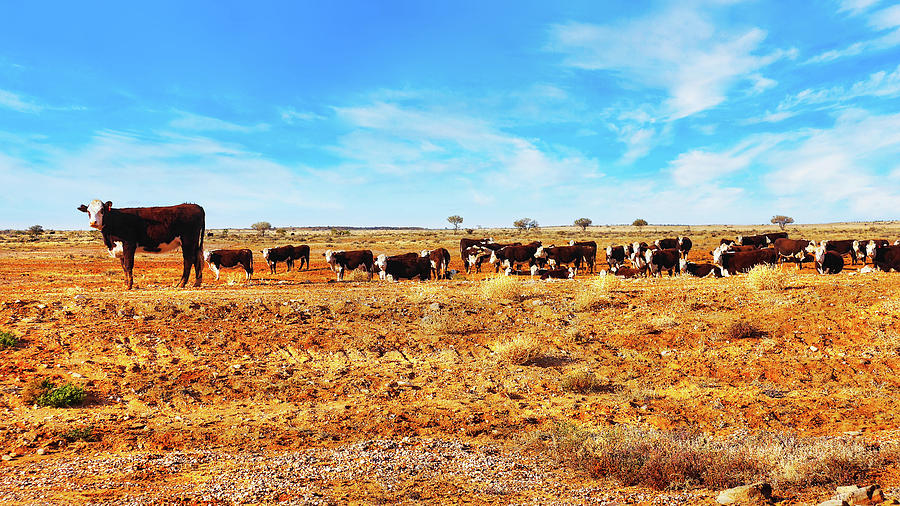 Anna Creek Station Cattle - Outback Australia Photograph by Lexa Harpell