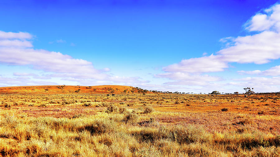 Anna Creek Station Landscape - Outback Australia Photograph by Lexa Harpell
