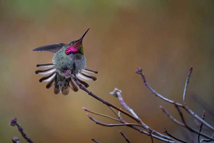 Anna Hummingbird Photograph by Bill Cubitt