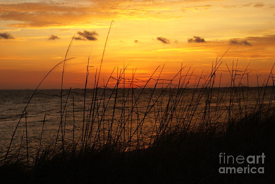 Anna Maria Grasses in Golden Light Photograph by Darcy Leigh