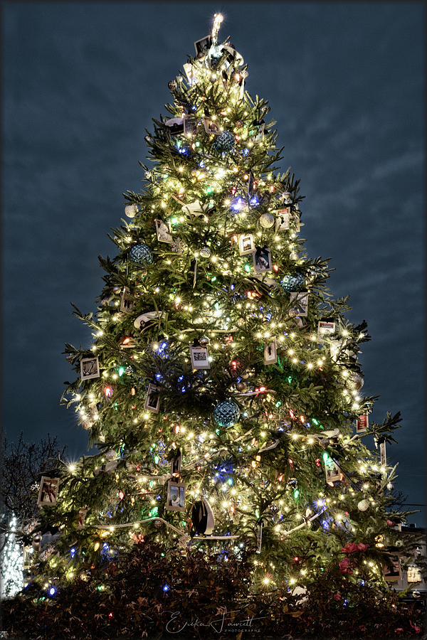 Annapolis Christmas Tree Photograph by Erika Fawcett