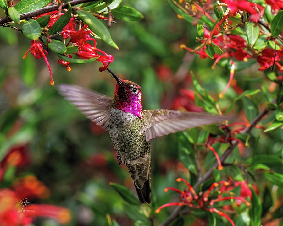Wildlife Photograph - Annas Hummer in the Flowers by Jim Thompson Wildlife Photograph - Annas Hummer in the Flowers by Jim Thompson