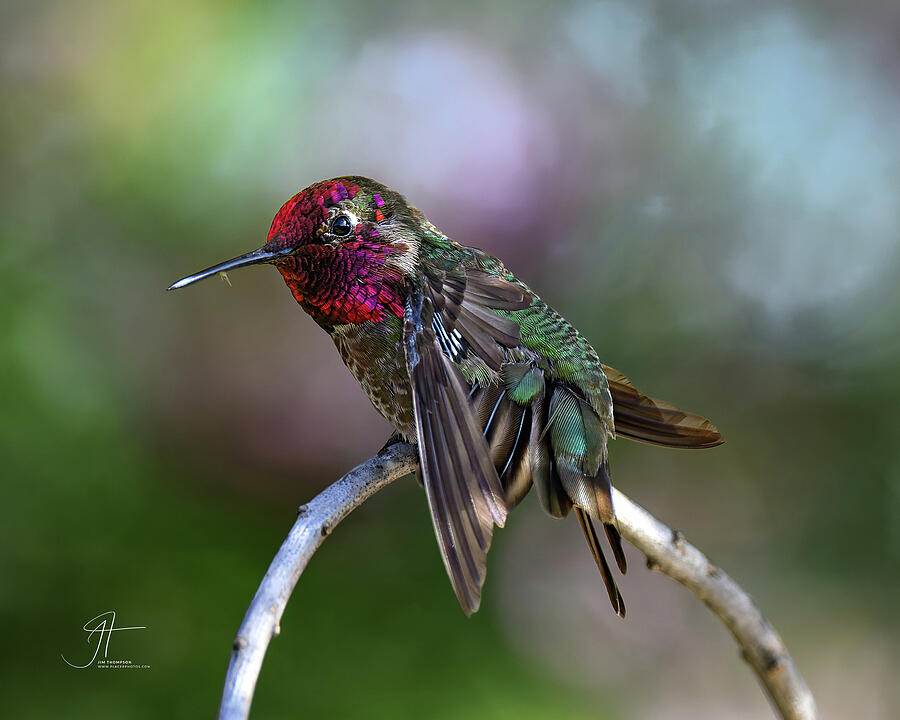 Wildlife Photograph - Annas Hummingbird Print by Jim Thompson Wildlife Photograph - Annas Hummingbird Print by Jim Thompson