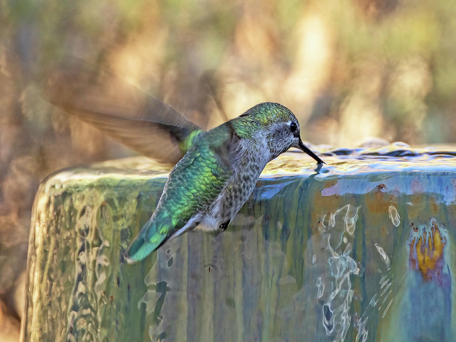 Annas Hummingbird #2 Photograph by Carla Brennan