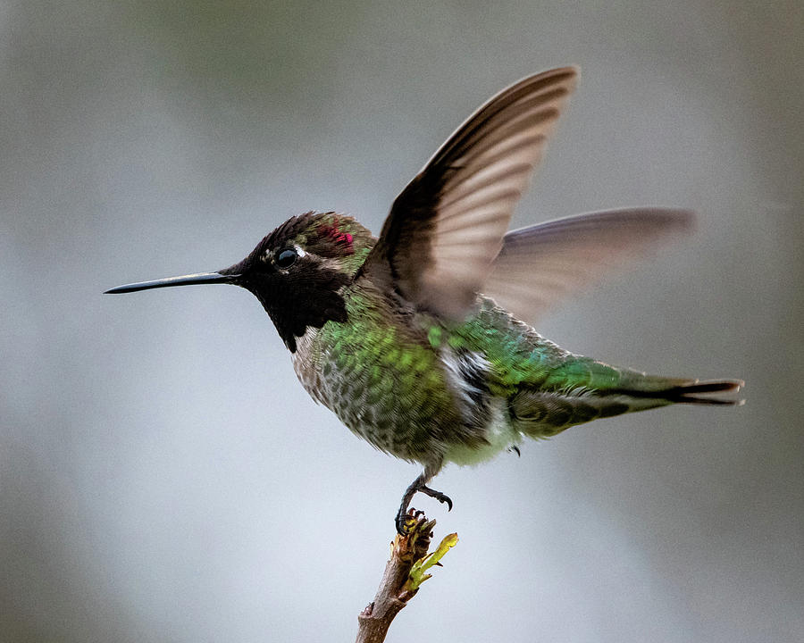 Annas Hummingbird #2 Photograph by Ken Stampfer