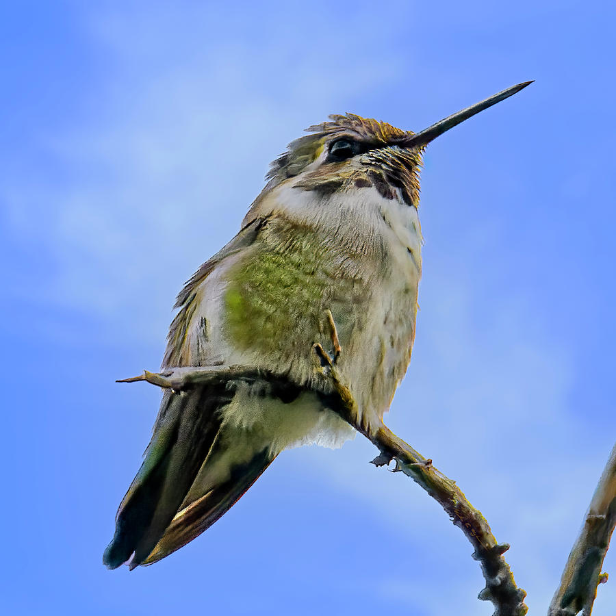 Annas Hummingbird 24504 Photograph by Mark Myhaver