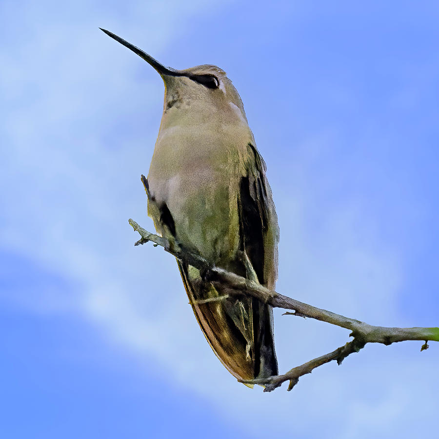 Annas Hummingbird 24505 Photograph by Mark Myhaver
