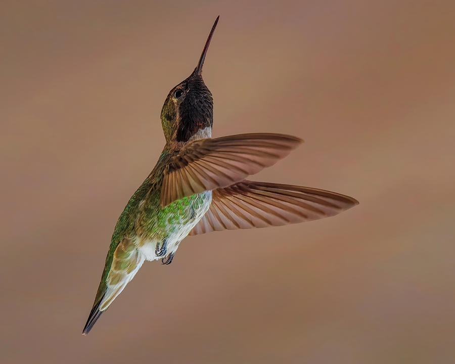 Annas Hummingbird 24683b Photograph by Mark Myhaver