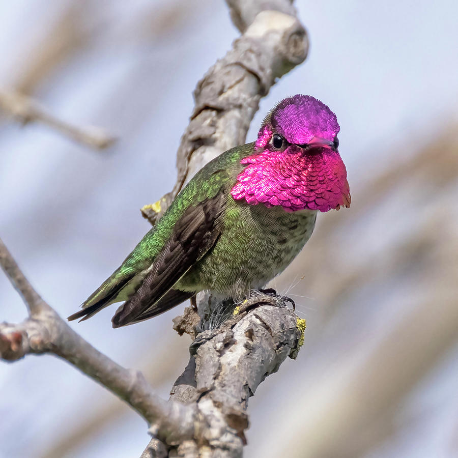 Annas Hummingbird #3 Photograph by Carla Brennan