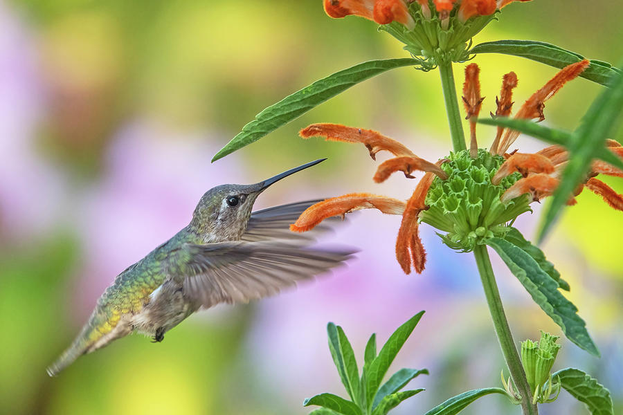 Annas Hummingbird #4 Photograph by Carla Brennan