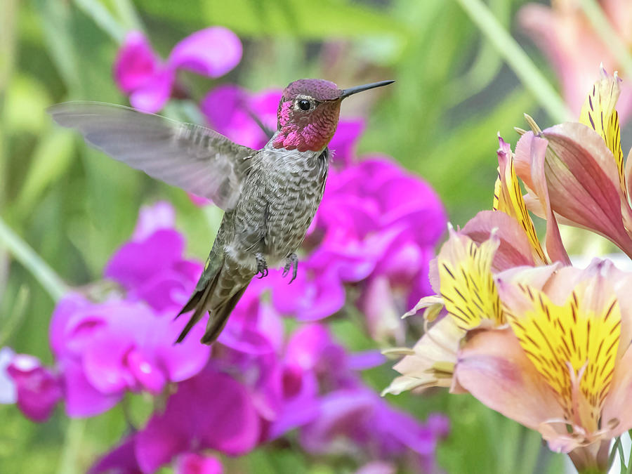 Annas Hummingbird #5 Photograph by Carla Brennan
