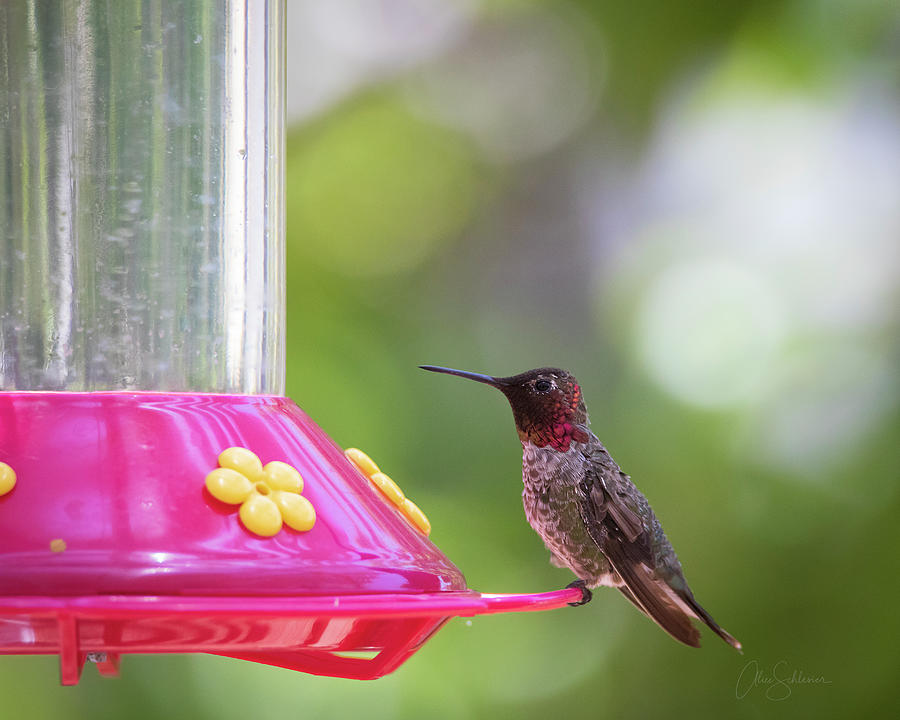 Annas Hummingbird  Photograph by Alice Schlesier