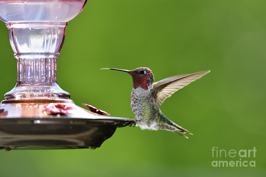Annas Hummingbird Photograph by Amazing Action Photo Video
