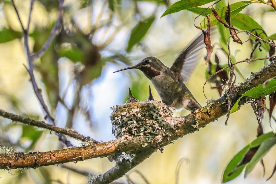 Anna's Hummingbird and Nestlings Photograph by Joseph Siebert - Fine ...