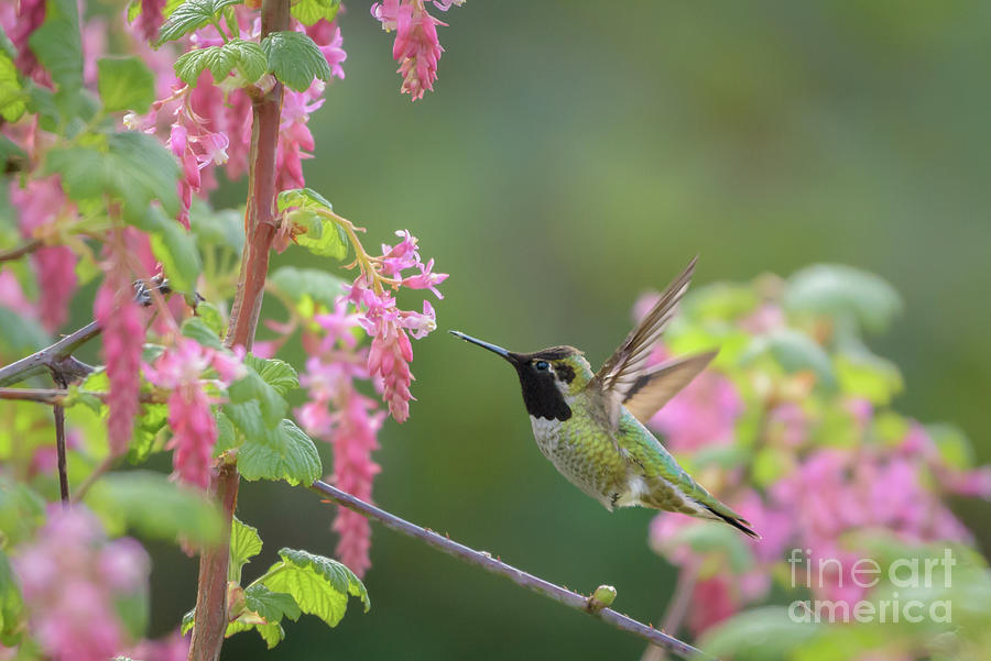 Annas Hummingbird Approaching Red Flowering Currant Blossoms Photograph by Nancy Gleason