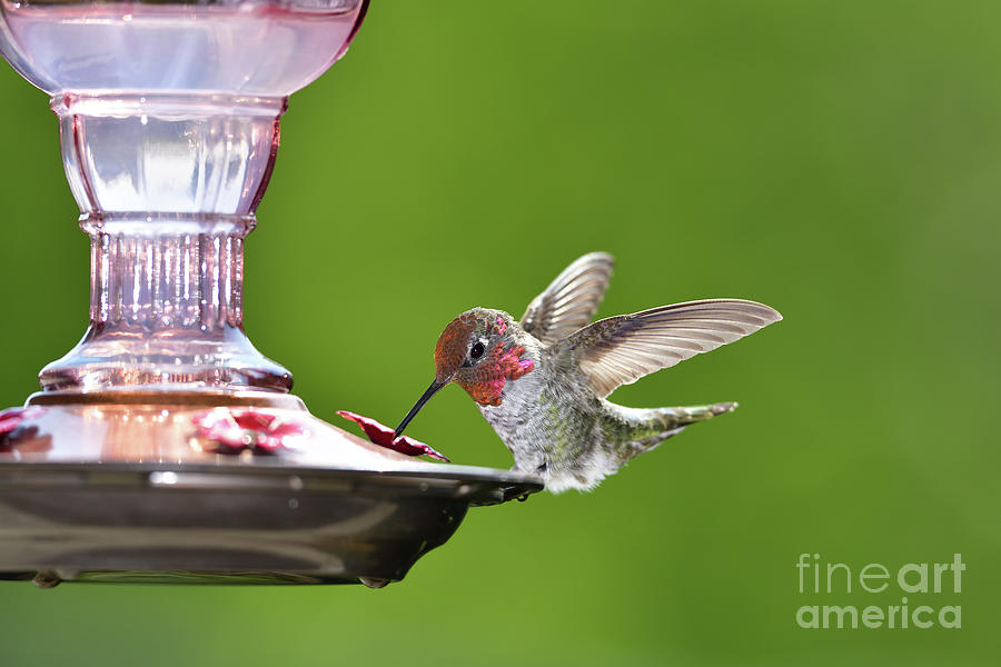 Annas Hummingbird At Birdfeeder Photograph