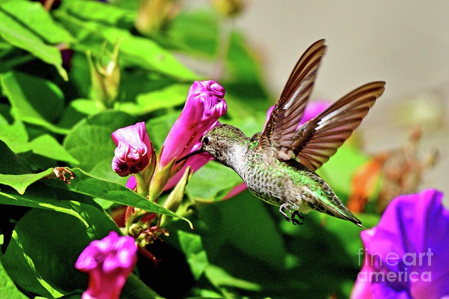 Annas hummingbird Photograph by Amazing Action Photo Video