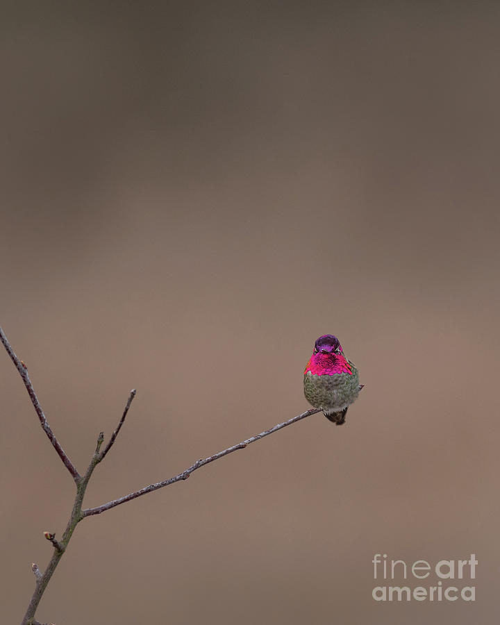 Hummingbird Photograph - Annas Hummingbird Catching Sunlight by Nancy Gleason