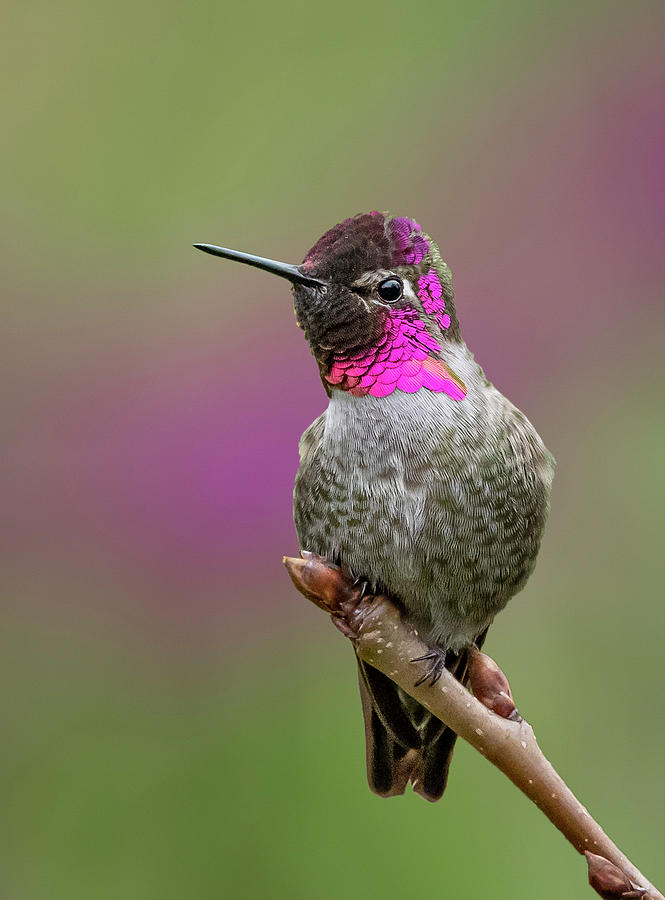 Annas Hummingbird Photograph by Denise Saldana