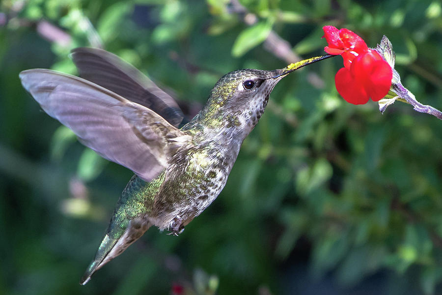 Annas Hummingbird Feeding #2 Photograph by Ken Stampfer