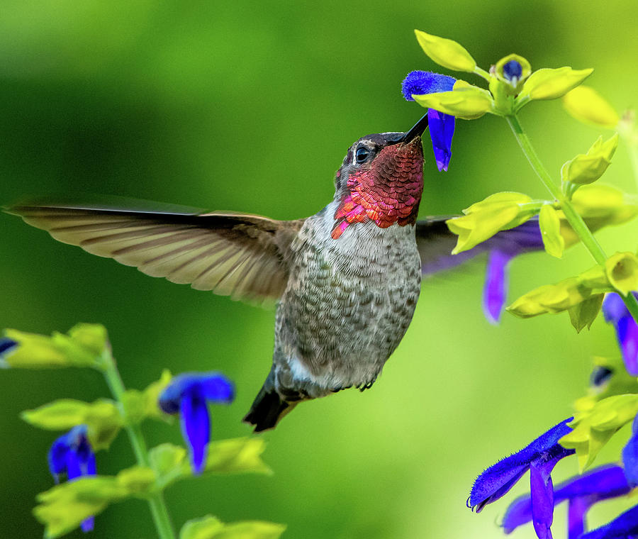 Annas Hummingbird Feeding #3 Photograph by Ken Stampfer