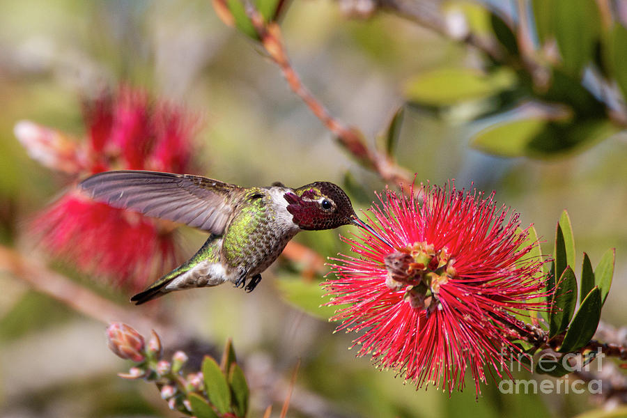 Anna's Hummingbird Feeding 4574 Photograph by Craig Corwin - Pixels